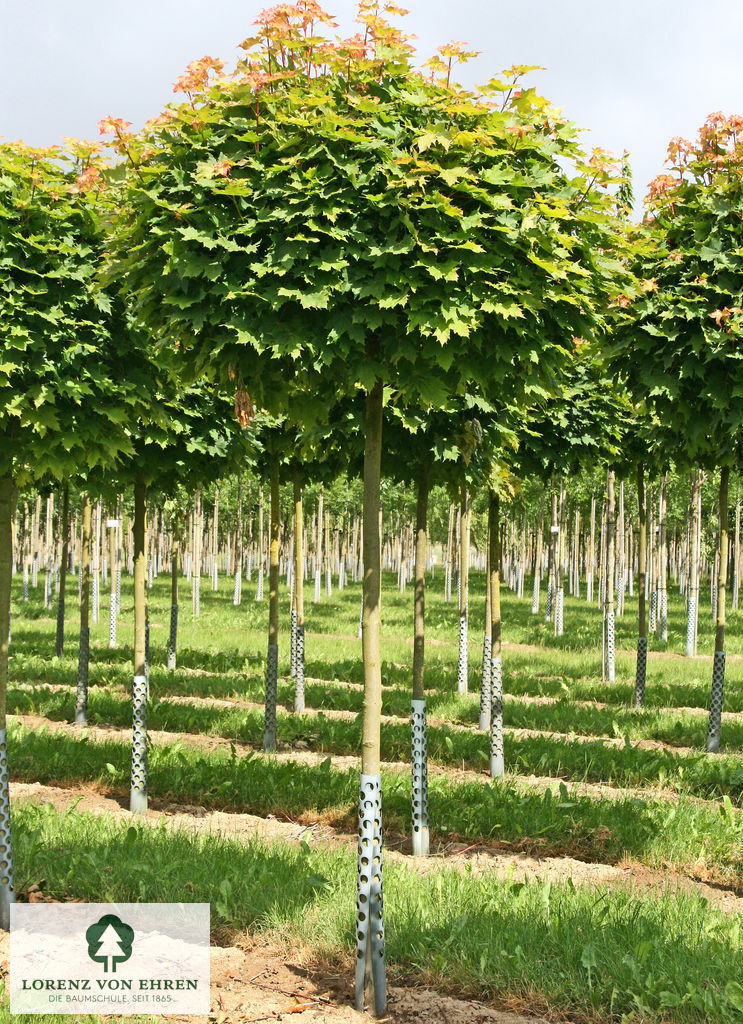 Barockgarten am Schloss Drottningholm in Schweden, umgeben von vierreihigen Kaiser-Linden, die von Lorenz von Ehren gezogen und 2008 geliefert wurden. Heute prägen sie majestätisch die Landschaft.