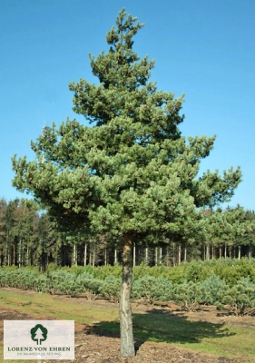 Barockgarten am Schloss Drottningholm in Schweden, umgeben von vierreihigen Kaiser-Linden, die von Lorenz von Ehren gezogen und 2008 geliefert wurden. Heute prägen sie majestätisch die Landschaft.