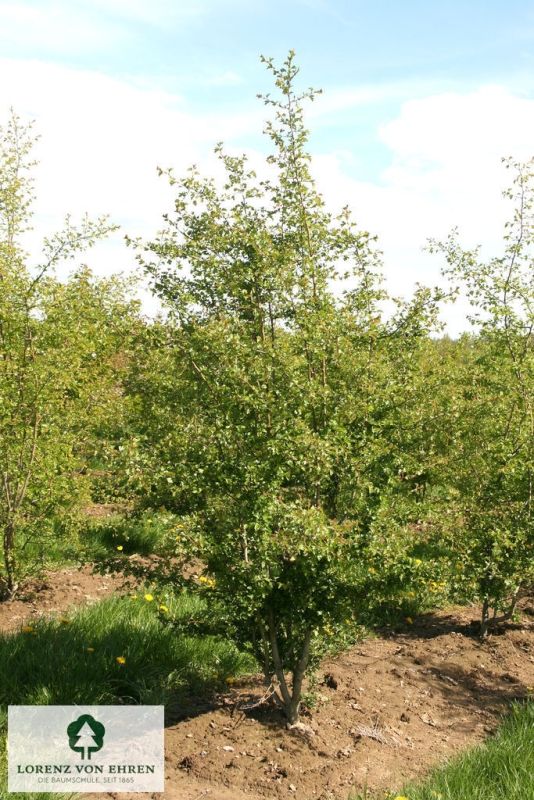 Barockgarten am Schloss Drottningholm in Schweden, umgeben von vierreihigen Kaiser-Linden, die von Lorenz von Ehren gezogen und 2008 geliefert wurden. Heute prägen sie majestätisch die Landschaft.