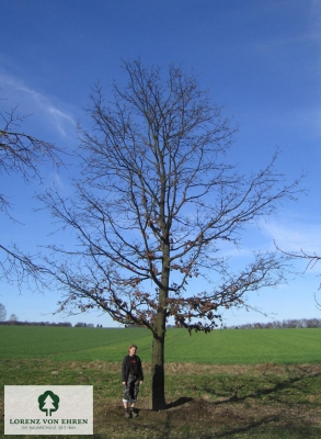 Barockgarten am Schloss Drottningholm in Schweden, umgeben von vierreihigen Kaiser-Linden, die von Lorenz von Ehren gezogen und 2008 geliefert wurden. Heute prägen sie majestätisch die Landschaft.