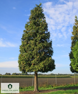 Barockgarten am Schloss Drottningholm in Schweden, umgeben von vierreihigen Kaiser-Linden, die von Lorenz von Ehren gezogen und 2008 geliefert wurden. Heute prägen sie majestätisch die Landschaft.