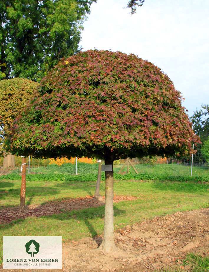 Barockgarten am Schloss Drottningholm in Schweden, umgeben von vierreihigen Kaiser-Linden, die von Lorenz von Ehren gezogen und 2008 geliefert wurden. Heute prägen sie majestätisch die Landschaft.