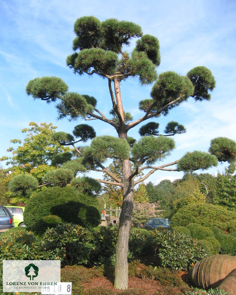 Barockgarten am Schloss Drottningholm in Schweden, umgeben von vierreihigen Kaiser-Linden, die von Lorenz von Ehren gezogen und 2008 geliefert wurden. Heute prägen sie majestätisch die Landschaft.