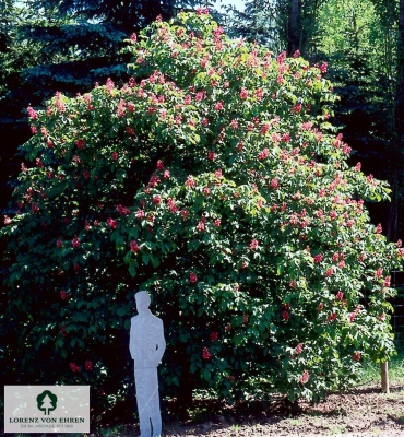 Barockgarten am Schloss Drottningholm in Schweden, umgeben von vierreihigen Kaiser-Linden, die von Lorenz von Ehren gezogen und 2008 geliefert wurden. Heute prägen sie majestätisch die Landschaft.