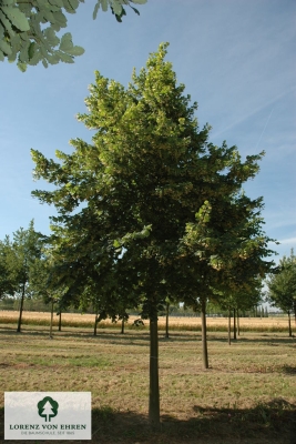 Barockgarten am Schloss Drottningholm in Schweden, umgeben von vierreihigen Kaiser-Linden, die von Lorenz von Ehren gezogen und 2008 geliefert wurden. Heute prägen sie majestätisch die Landschaft.