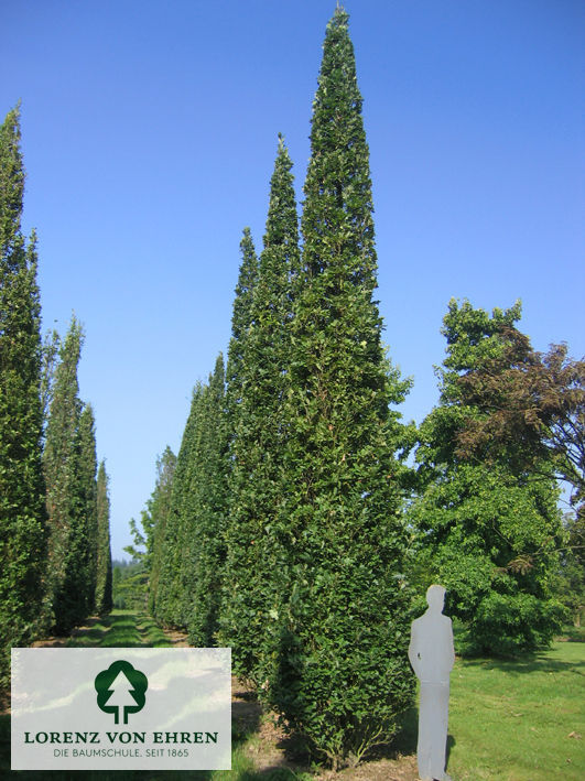 Barockgarten am Schloss Drottningholm in Schweden, umgeben von vierreihigen Kaiser-Linden, die von Lorenz von Ehren gezogen und 2008 geliefert wurden. Heute prägen sie majestätisch die Landschaft.