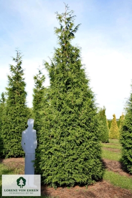 Barockgarten am Schloss Drottningholm in Schweden, umgeben von vierreihigen Kaiser-Linden, die von Lorenz von Ehren gezogen und 2008 geliefert wurden. Heute prägen sie majestätisch die Landschaft.