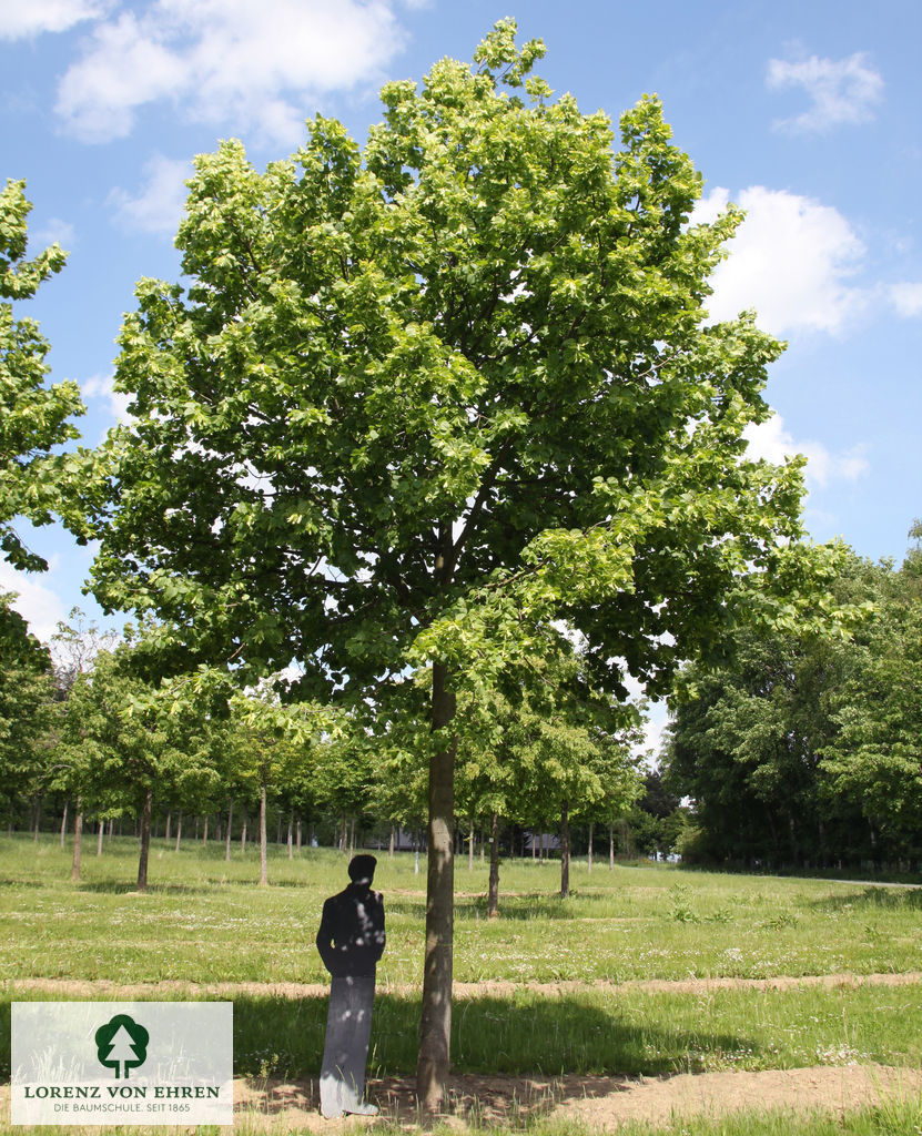 Barockgarten am Schloss Drottningholm in Schweden, umgeben von vierreihigen Kaiser-Linden, die von Lorenz von Ehren gezogen und 2008 geliefert wurden. Heute prägen sie majestätisch die Landschaft.