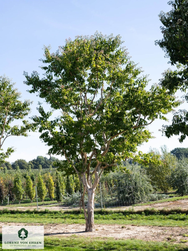 Barockgarten am Schloss Drottningholm in Schweden, umgeben von vierreihigen Kaiser-Linden, die von Lorenz von Ehren gezogen und 2008 geliefert wurden. Heute prägen sie majestätisch die Landschaft.