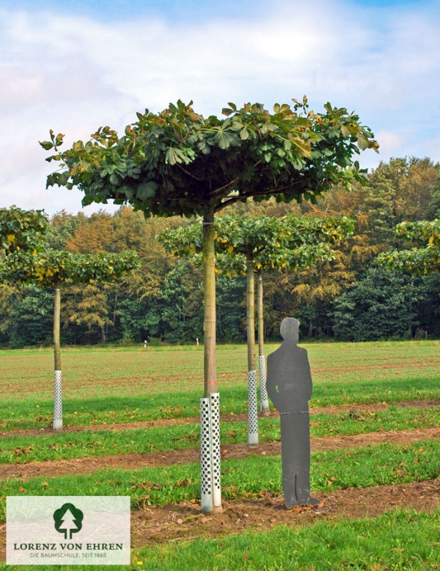 Barockgarten am Schloss Drottningholm in Schweden, umgeben von vierreihigen Kaiser-Linden, die von Lorenz von Ehren gezogen und 2008 geliefert wurden. Heute prägen sie majestätisch die Landschaft.