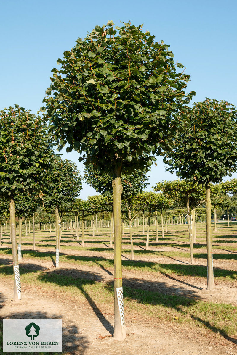 Barockgarten am Schloss Drottningholm in Schweden, umgeben von vierreihigen Kaiser-Linden, die von Lorenz von Ehren gezogen und 2008 geliefert wurden. Heute prägen sie majestätisch die Landschaft.