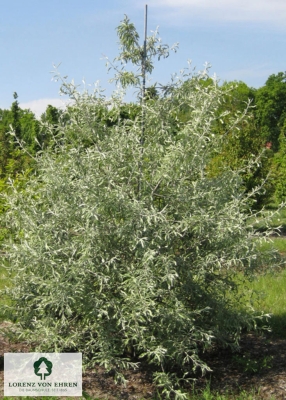 Barockgarten am Schloss Drottningholm in Schweden, umgeben von vierreihigen Kaiser-Linden, die von Lorenz von Ehren gezogen und 2008 geliefert wurden. Heute prägen sie majestätisch die Landschaft.