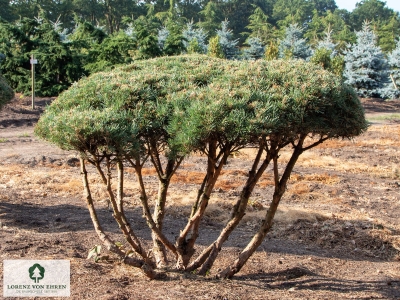 Barockgarten am Schloss Drottningholm in Schweden, umgeben von vierreihigen Kaiser-Linden, die von Lorenz von Ehren gezogen und 2008 geliefert wurden. Heute prägen sie majestätisch die Landschaft.