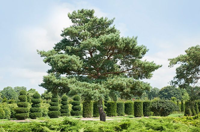 Barockgarten am Schloss Drottningholm in Schweden, umgeben von vierreihigen Kaiser-Linden, die von Lorenz von Ehren gezogen und 2008 geliefert wurden. Heute prägen sie majestätisch die Landschaft.