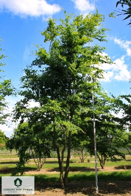 Barockgarten am Schloss Drottningholm in Schweden, umgeben von vierreihigen Kaiser-Linden, die von Lorenz von Ehren gezogen und 2008 geliefert wurden. Heute prägen sie majestätisch die Landschaft.