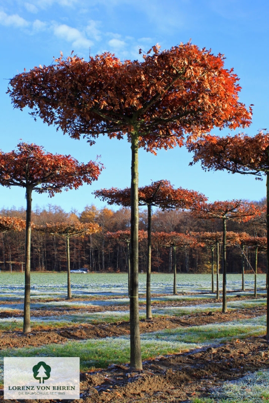 Barockgarten am Schloss Drottningholm in Schweden, umgeben von vierreihigen Kaiser-Linden, die von Lorenz von Ehren gezogen und 2008 geliefert wurden. Heute prägen sie majestätisch die Landschaft.