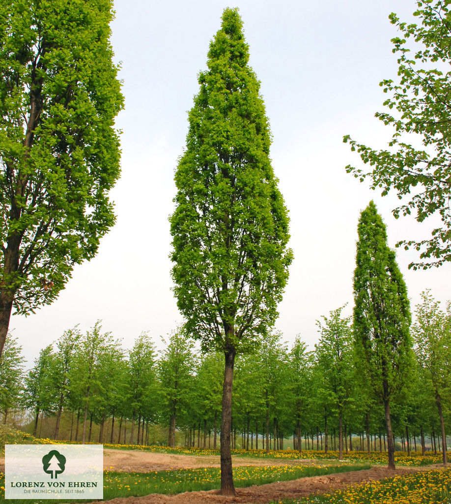 Barockgarten am Schloss Drottningholm in Schweden, umgeben von vierreihigen Kaiser-Linden, die von Lorenz von Ehren gezogen und 2008 geliefert wurden. Heute prägen sie majestätisch die Landschaft.