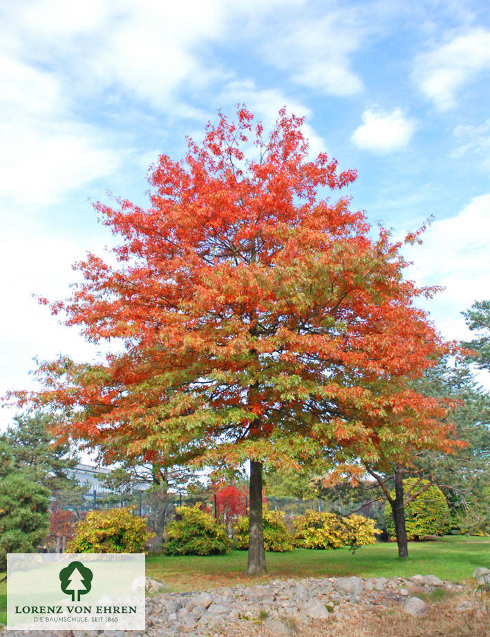 Barockgarten am Schloss Drottningholm in Schweden, umgeben von vierreihigen Kaiser-Linden, die von Lorenz von Ehren gezogen und 2008 geliefert wurden. Heute prägen sie majestätisch die Landschaft.