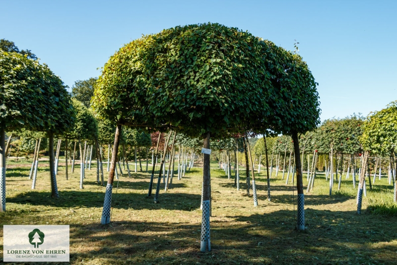 Barockgarten am Schloss Drottningholm in Schweden, umgeben von vierreihigen Kaiser-Linden, die von Lorenz von Ehren gezogen und 2008 geliefert wurden. Heute prägen sie majestätisch die Landschaft.