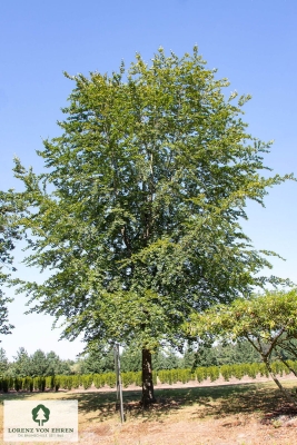 Barockgarten am Schloss Drottningholm in Schweden, umgeben von vierreihigen Kaiser-Linden, die von Lorenz von Ehren gezogen und 2008 geliefert wurden. Heute prägen sie majestätisch die Landschaft.