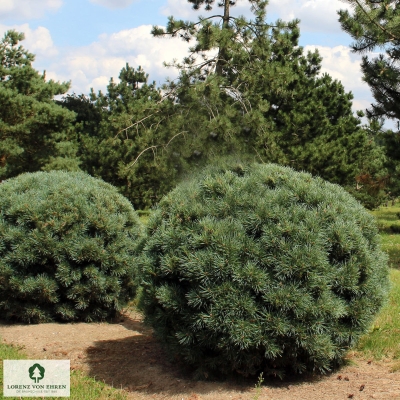 Barockgarten am Schloss Drottningholm in Schweden, umgeben von vierreihigen Kaiser-Linden, die von Lorenz von Ehren gezogen und 2008 geliefert wurden. Heute prägen sie majestätisch die Landschaft.