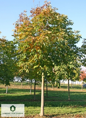 Barockgarten am Schloss Drottningholm in Schweden, umgeben von vierreihigen Kaiser-Linden, die von Lorenz von Ehren gezogen und 2008 geliefert wurden. Heute prägen sie majestätisch die Landschaft.