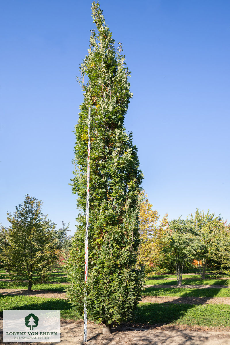 Barockgarten am Schloss Drottningholm in Schweden, umgeben von vierreihigen Kaiser-Linden, die von Lorenz von Ehren gezogen und 2008 geliefert wurden. Heute prägen sie majestätisch die Landschaft.