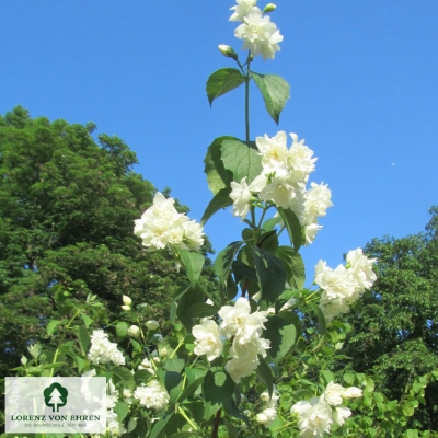 Philadelphus 'Schneesturm'