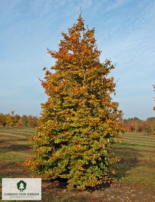 Barockgarten am Schloss Drottningholm in Schweden, umgeben von vierreihigen Kaiser-Linden, die von Lorenz von Ehren gezogen und 2008 geliefert wurden. Heute prägen sie majestätisch die Landschaft.