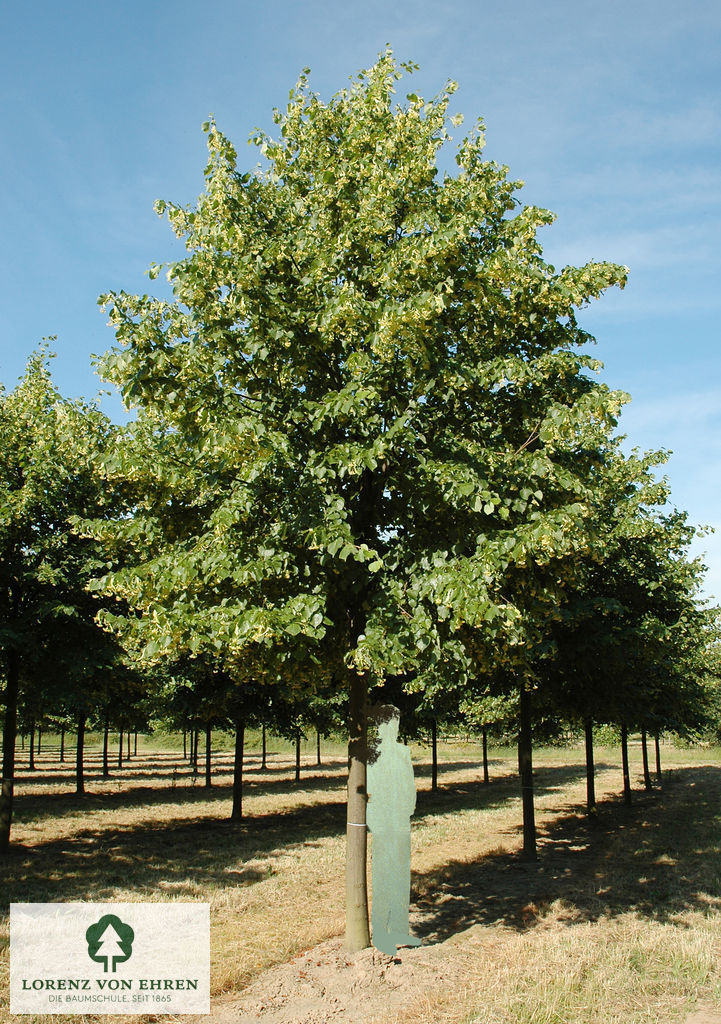 Barockgarten am Schloss Drottningholm in Schweden, umgeben von vierreihigen Kaiser-Linden, die von Lorenz von Ehren gezogen und 2008 geliefert wurden. Heute prägen sie majestätisch die Landschaft.