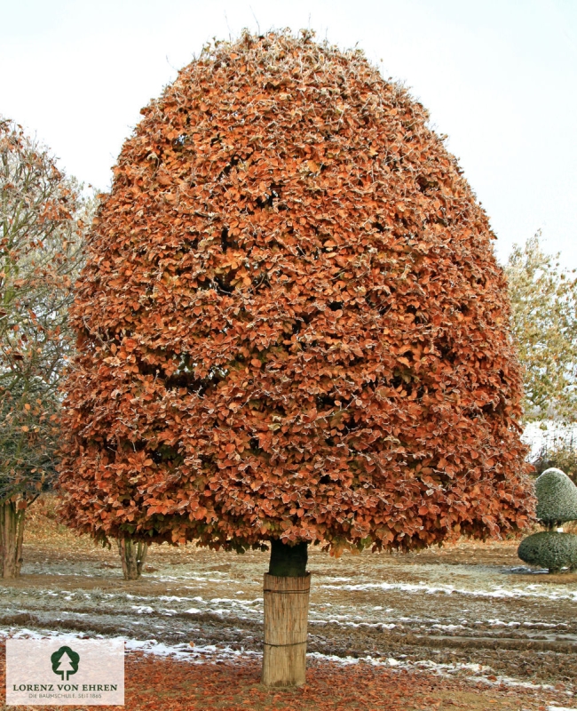 Barockgarten am Schloss Drottningholm in Schweden, umgeben von vierreihigen Kaiser-Linden, die von Lorenz von Ehren gezogen und 2008 geliefert wurden. Heute prägen sie majestätisch die Landschaft.