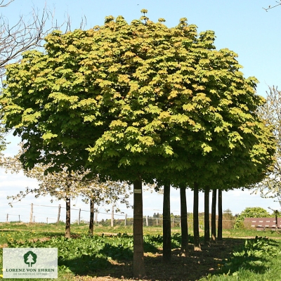 Barockgarten am Schloss Drottningholm in Schweden, umgeben von vierreihigen Kaiser-Linden, die von Lorenz von Ehren gezogen und 2008 geliefert wurden. Heute prägen sie majestätisch die Landschaft.