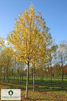 Barockgarten am Schloss Drottningholm in Schweden, umgeben von vierreihigen Kaiser-Linden, die von Lorenz von Ehren gezogen und 2008 geliefert wurden. Heute prägen sie majestätisch die Landschaft.