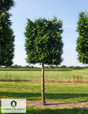 Barockgarten am Schloss Drottningholm in Schweden, umgeben von vierreihigen Kaiser-Linden, die von Lorenz von Ehren gezogen und 2008 geliefert wurden. Heute prägen sie majestätisch die Landschaft.