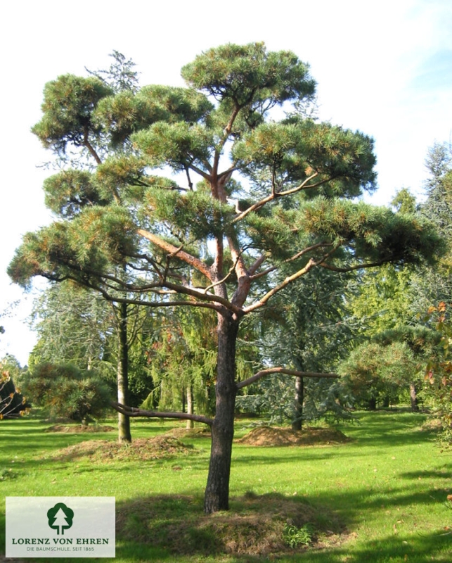 Barockgarten am Schloss Drottningholm in Schweden, umgeben von vierreihigen Kaiser-Linden, die von Lorenz von Ehren gezogen und 2008 geliefert wurden. Heute prägen sie majestätisch die Landschaft.