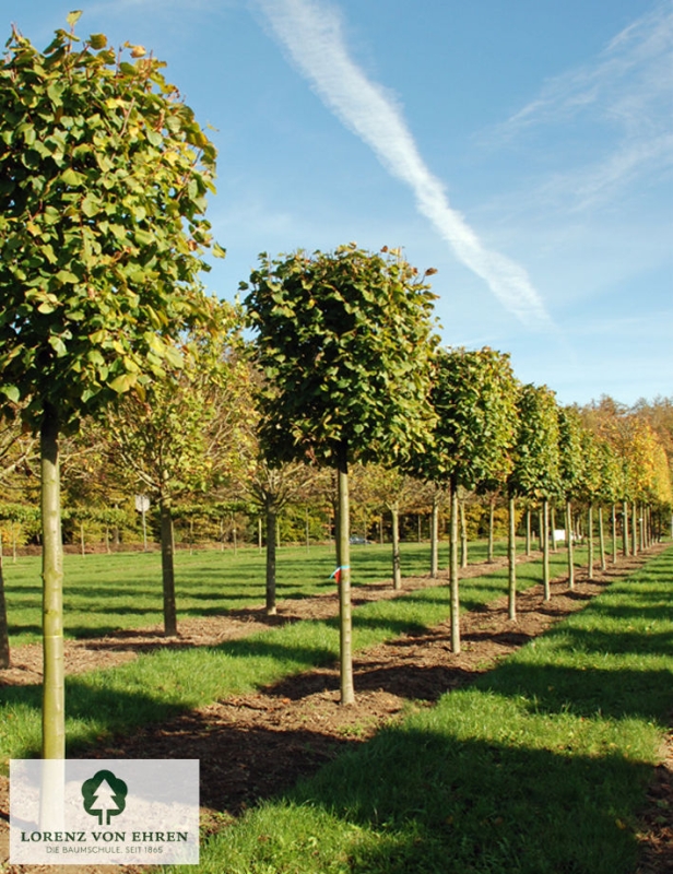 Barockgarten am Schloss Drottningholm in Schweden, umgeben von vierreihigen Kaiser-Linden, die von Lorenz von Ehren gezogen und 2008 geliefert wurden. Heute prägen sie majestätisch die Landschaft.