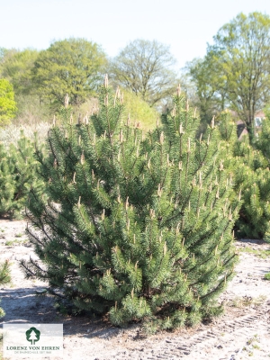 Barockgarten am Schloss Drottningholm in Schweden, umgeben von vierreihigen Kaiser-Linden, die von Lorenz von Ehren gezogen und 2008 geliefert wurden. Heute prägen sie majestätisch die Landschaft.