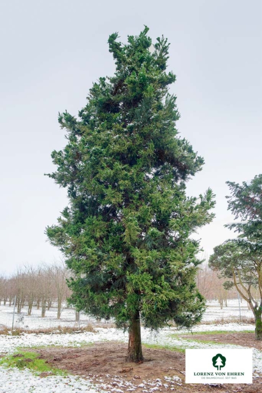 Barockgarten am Schloss Drottningholm in Schweden, umgeben von vierreihigen Kaiser-Linden, die von Lorenz von Ehren gezogen und 2008 geliefert wurden. Heute prägen sie majestätisch die Landschaft.