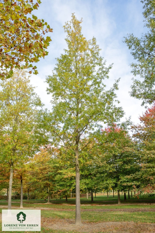 Barockgarten am Schloss Drottningholm in Schweden, umgeben von vierreihigen Kaiser-Linden, die von Lorenz von Ehren gezogen und 2008 geliefert wurden. Heute prägen sie majestätisch die Landschaft.