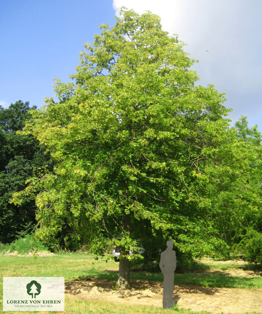 Barockgarten am Schloss Drottningholm in Schweden, umgeben von vierreihigen Kaiser-Linden, die von Lorenz von Ehren gezogen und 2008 geliefert wurden. Heute prägen sie majestätisch die Landschaft.