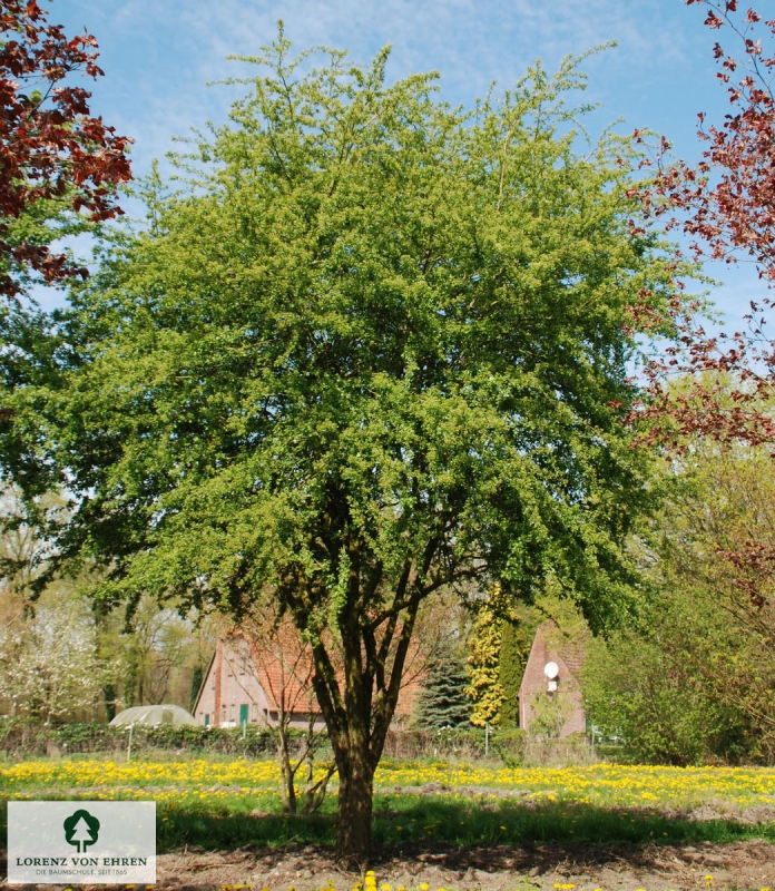 Barockgarten am Schloss Drottningholm in Schweden, umgeben von vierreihigen Kaiser-Linden, die von Lorenz von Ehren gezogen und 2008 geliefert wurden. Heute prägen sie majestätisch die Landschaft.