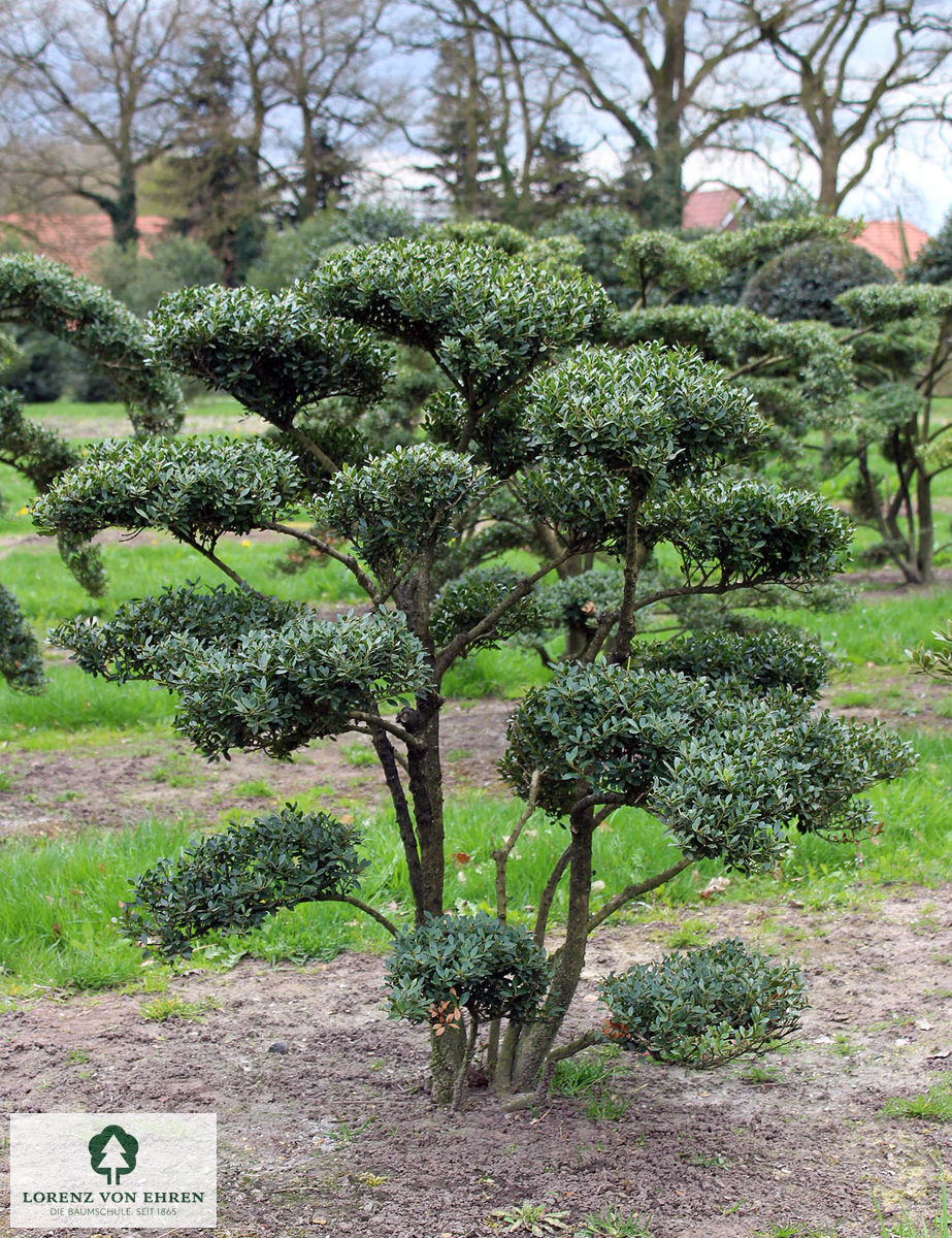 Barockgarten am Schloss Drottningholm in Schweden, umgeben von vierreihigen Kaiser-Linden, die von Lorenz von Ehren gezogen und 2008 geliefert wurden. Heute prägen sie majestätisch die Landschaft.