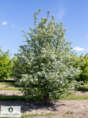 Barockgarten am Schloss Drottningholm in Schweden, umgeben von vierreihigen Kaiser-Linden, die von Lorenz von Ehren gezogen und 2008 geliefert wurden. Heute prägen sie majestätisch die Landschaft.