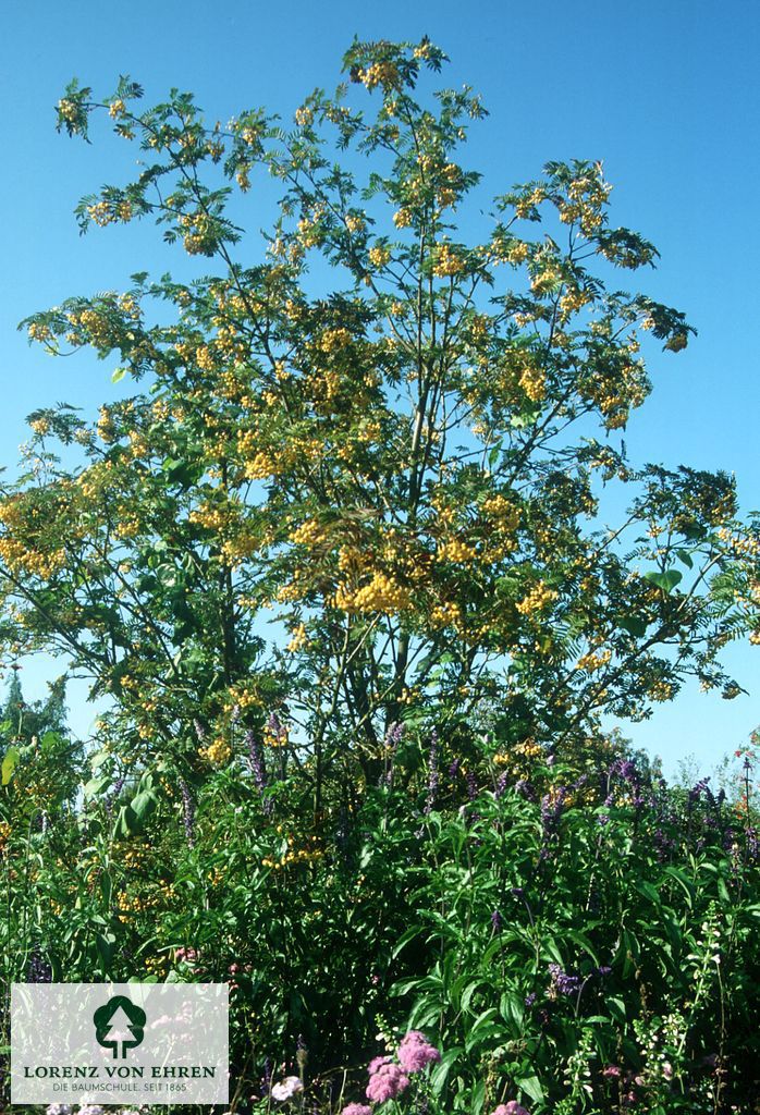 Barockgarten am Schloss Drottningholm in Schweden, umgeben von vierreihigen Kaiser-Linden, die von Lorenz von Ehren gezogen und 2008 geliefert wurden. Heute prägen sie majestätisch die Landschaft.