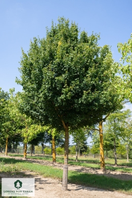 Barockgarten am Schloss Drottningholm in Schweden, umgeben von vierreihigen Kaiser-Linden, die von Lorenz von Ehren gezogen und 2008 geliefert wurden. Heute prägen sie majestätisch die Landschaft.